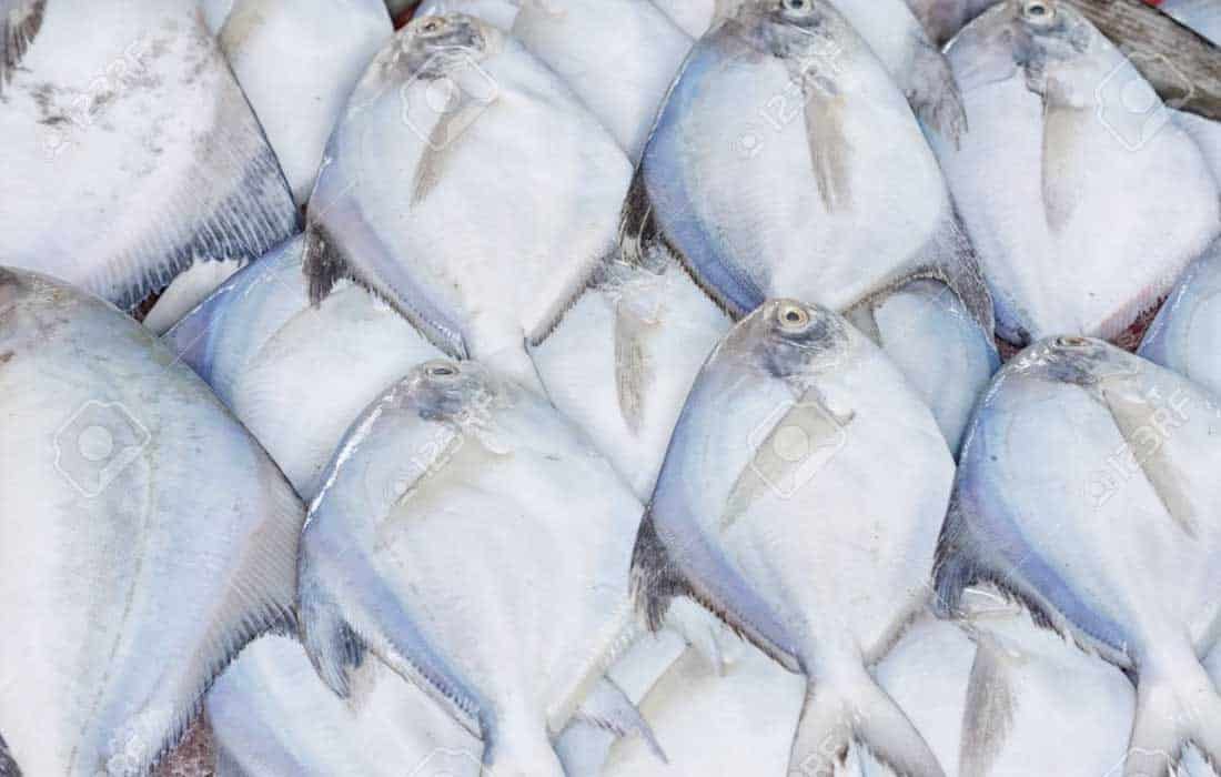 India's Prized Silver Pomfret faces extinction amid overfishing crisis