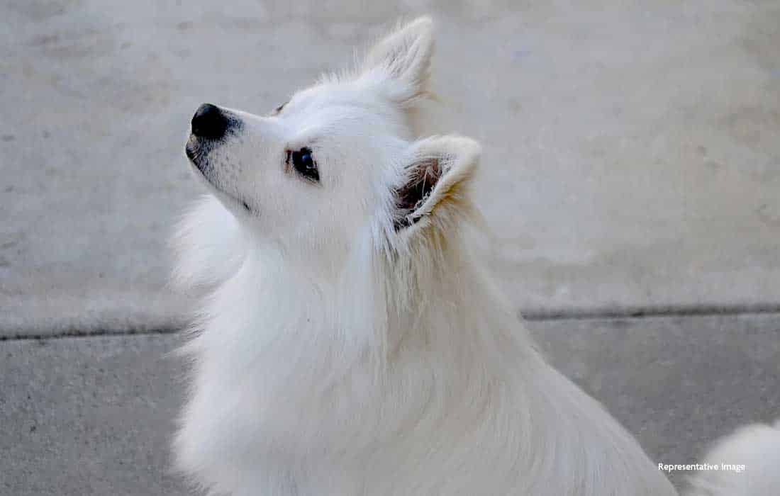 Man demands ransom in pet dog kidnapping