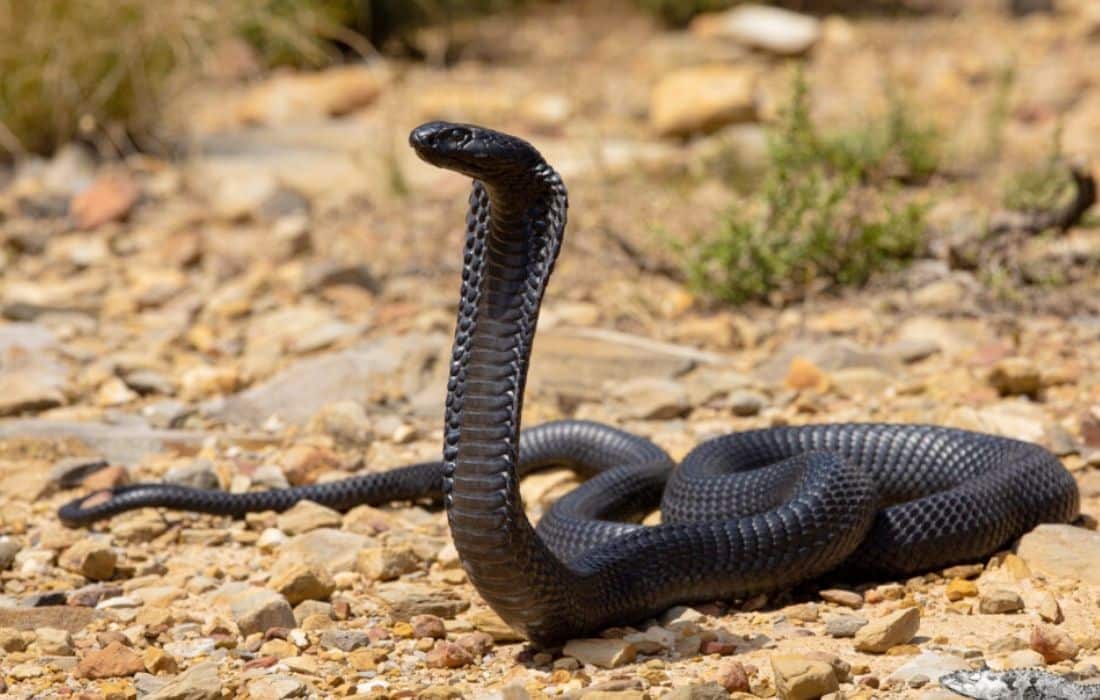 Black cobra in Oman confirmed for first time