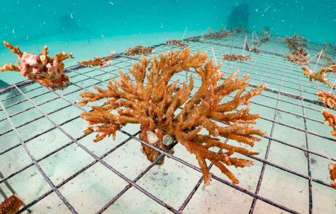 EAD to restore over four million coral colonies in Abu Dhabi by 2030
