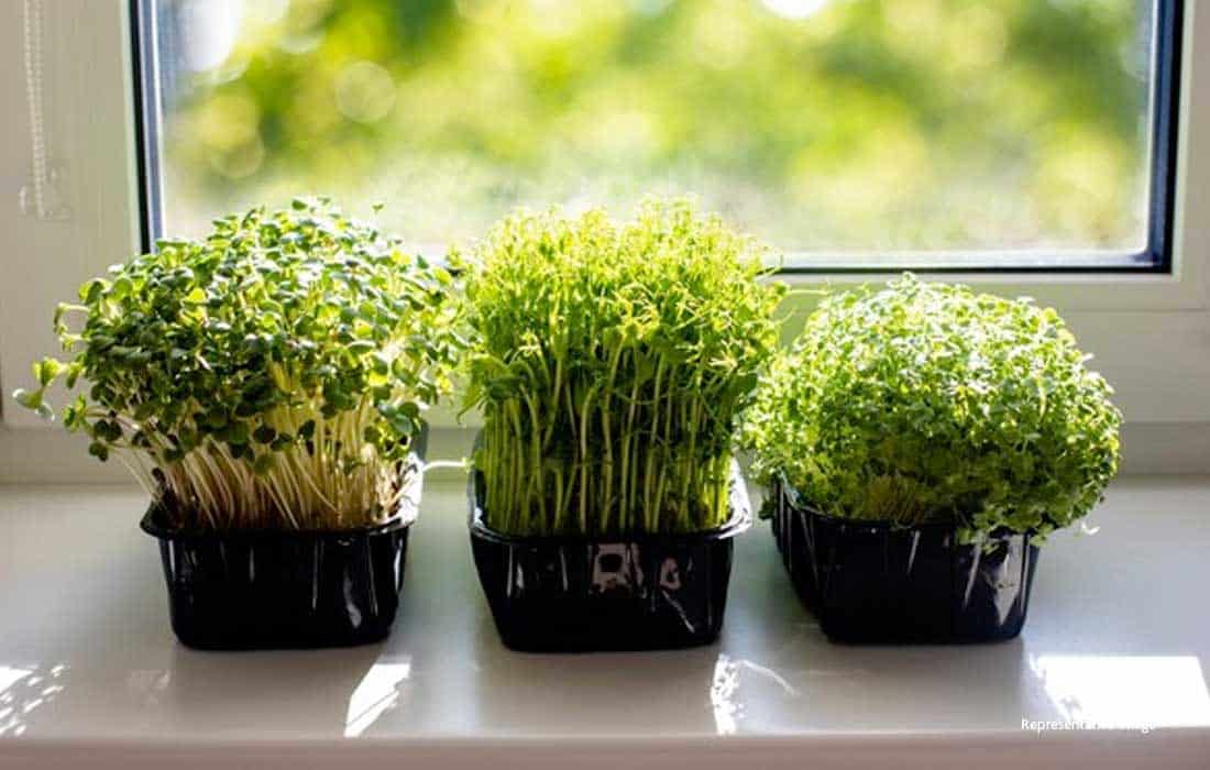 Homegrown foods improve gut health and immunity
