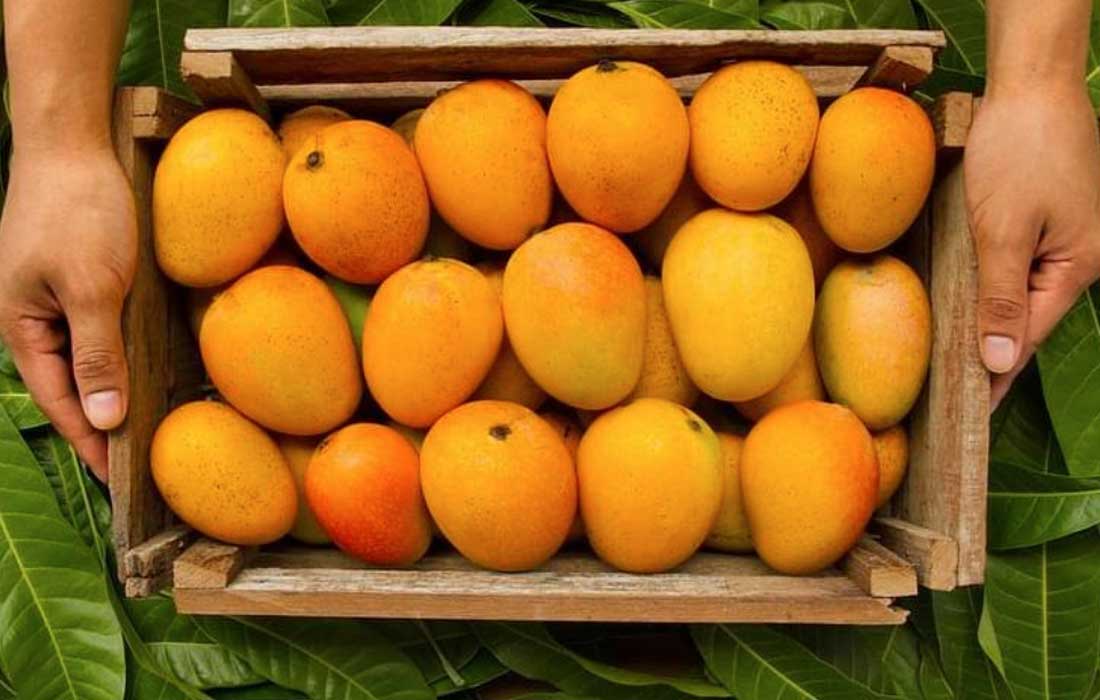 India mango export rejection by US due to paperwork error leads to $500,000 loss and trade concerns during key talks.