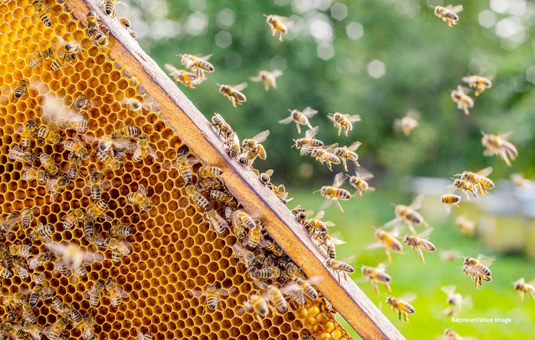 250 million honeybees escape after truck crash
