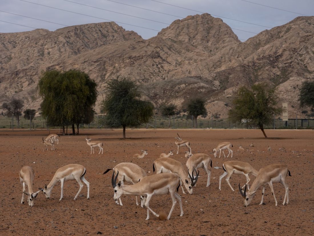 Mleiha National Park Records 100+ Species in Protected Desert Habitat