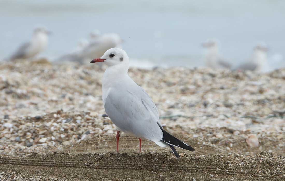 Sharjah study reveals seabird marine pollution threat