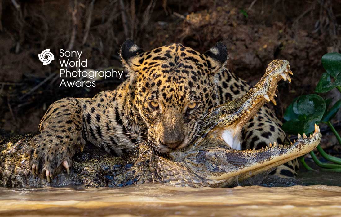 Sony photography awards 2025 now open for free entries