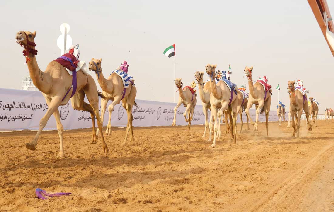 Al Ain camel racing festival kicks off