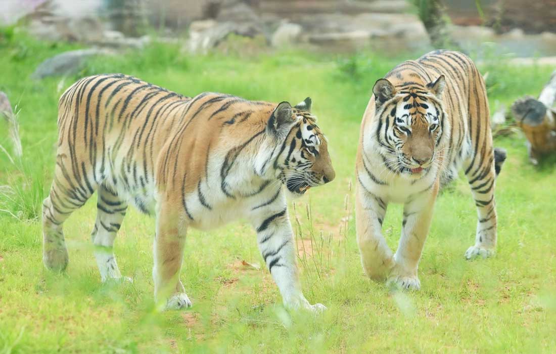 Al Ain Zoo tiger day celebrations impress visitors