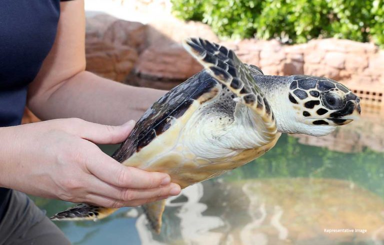 Dubai police rescue sea turtle tangled in gear