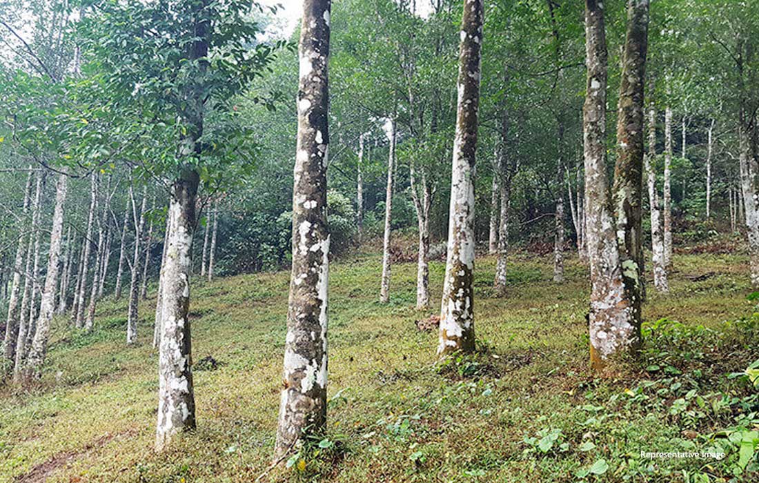 Endangered agarwood tree found thriving in Assam