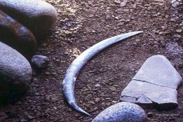 World’s oldest boomerang found in Poland and it doesn’t come back