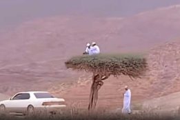 Omani trees post strict ‘no climbing’ rule: only birds allowed!