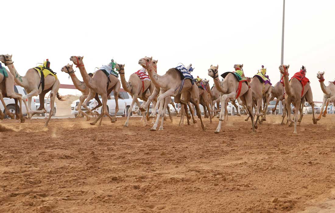 Sharjah hosts major camel race event