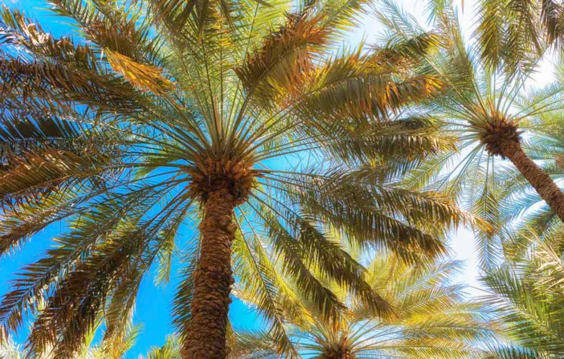 Tamrat Al Bayt Cup debuts at Dubai Date Festival