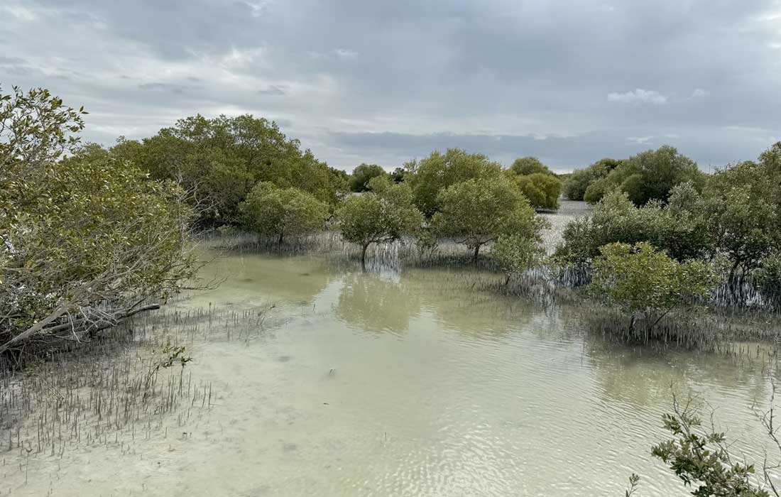 UAE mangrove conservation efforts advance