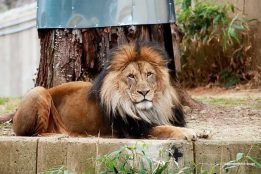 Denmark zoo sparks debate by accepting live pet donations as predator feed