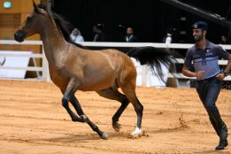 Abu Dhabi gears up for ADIHEX 2025, region’s largest heritage expo