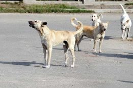 India’s top court tells Delhi to round up stray dogs; police round up protesting animal lovers