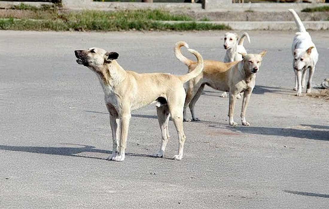 India SC tells Delhi to move stray dogs to shelters