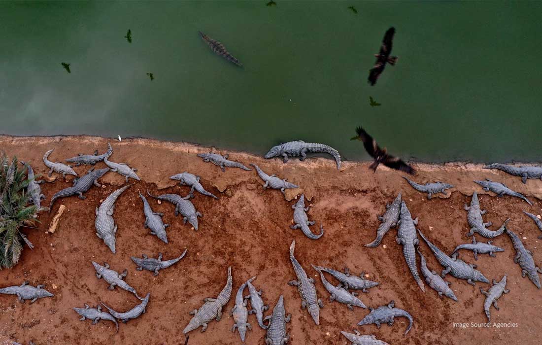 262 Nile crocodiles slaughtered in a raid by Israeli Army