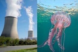 Massive jellyfish swarm halts French nuclear power plant