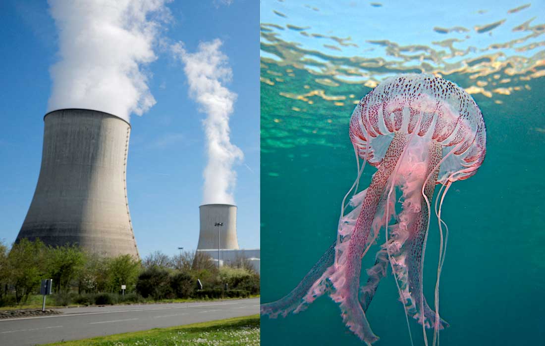 Jellyfish swarm shuts French nuclear plant