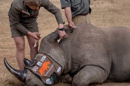 Scientists fight poaching with radioactive rhino horns detectable at airports