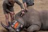 Scientists fight poaching with radioactive rhino horns detectable at airports