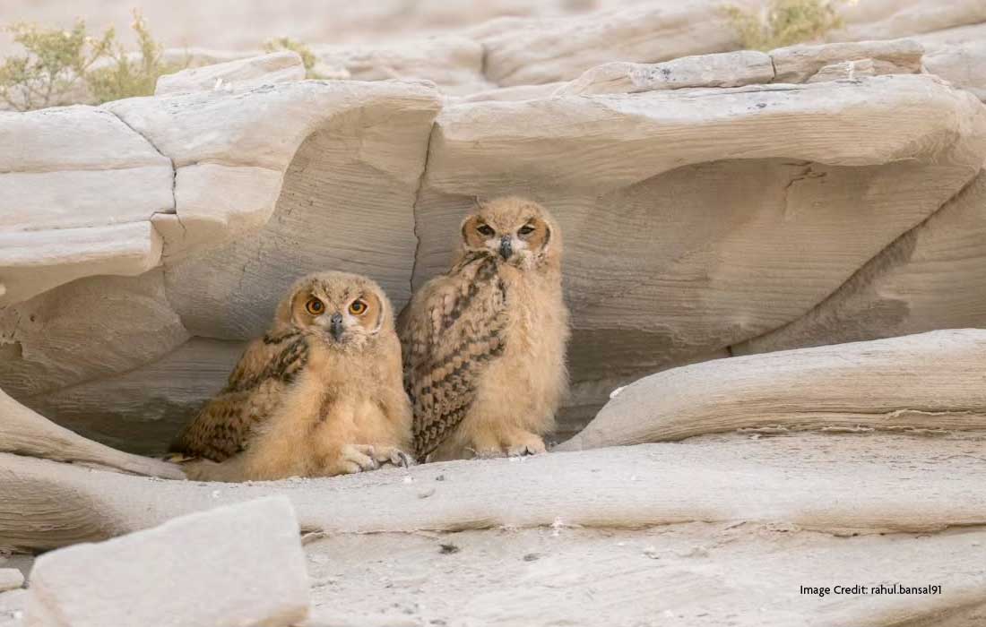 Best birdwatching spots UAE to explore this winter