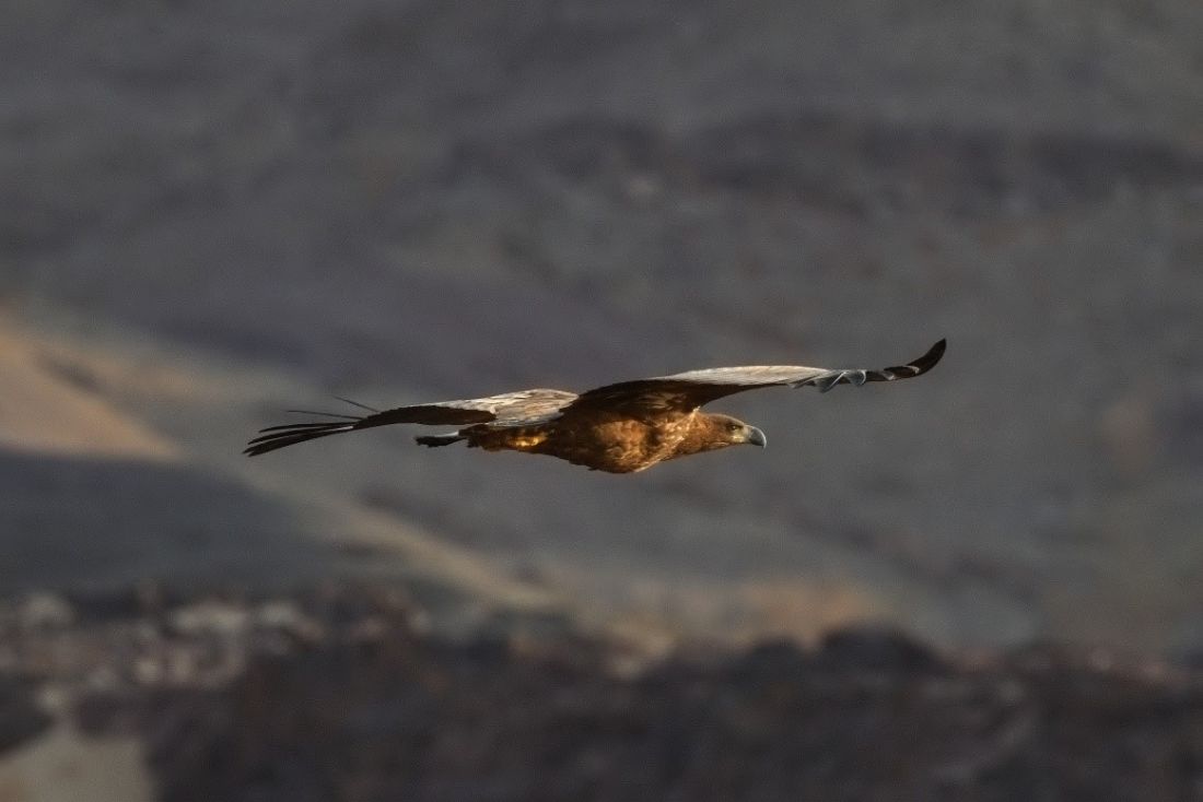 Rare White-tailed eagle spotted in Saudi Arabia after 20-year absence