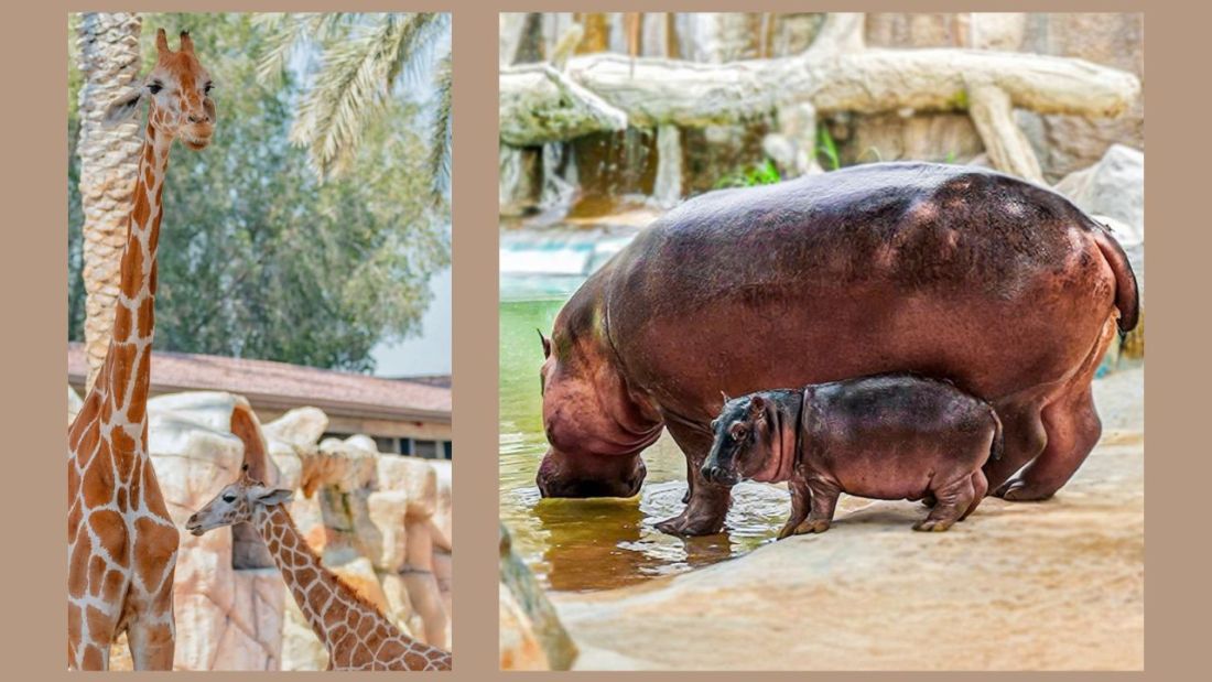 Baby boom at Emirates Park Zoo as newborn animals delight visitors