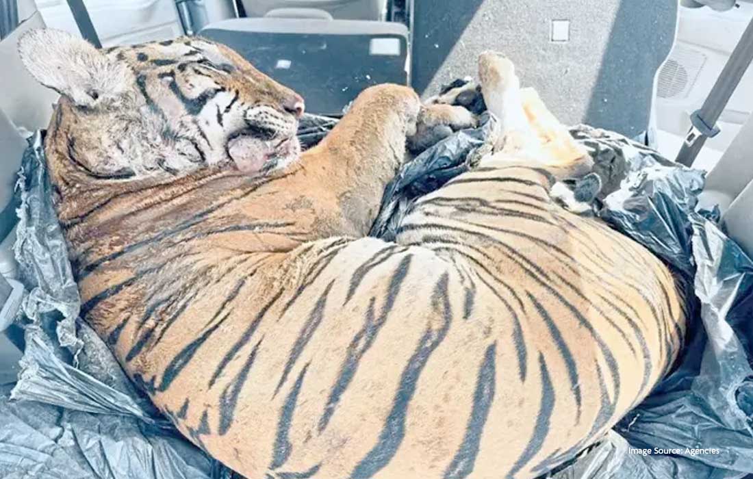 Global tiger trafficking crisis escalates in 2025