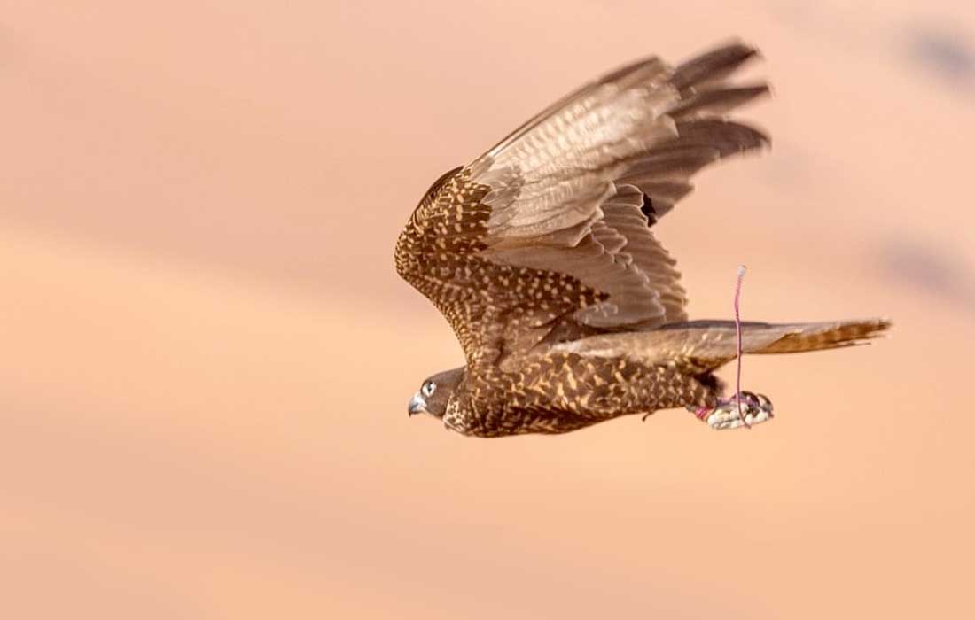 Falcon Racing Liwa Festival starts with elite falconers