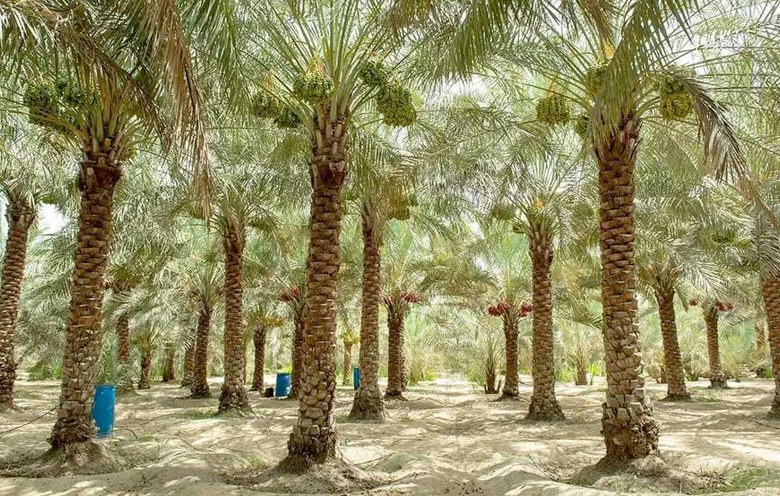 UAE and Mexico expand date palm cooperation