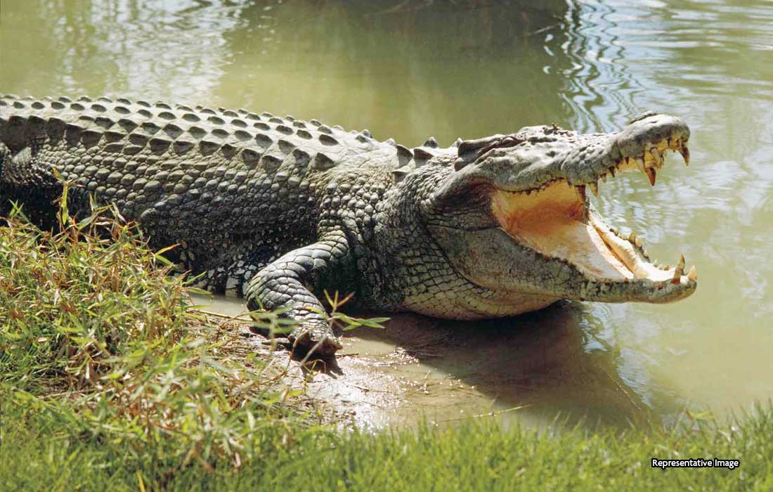 Mozambique floods: Crocodile attacks add to death toll