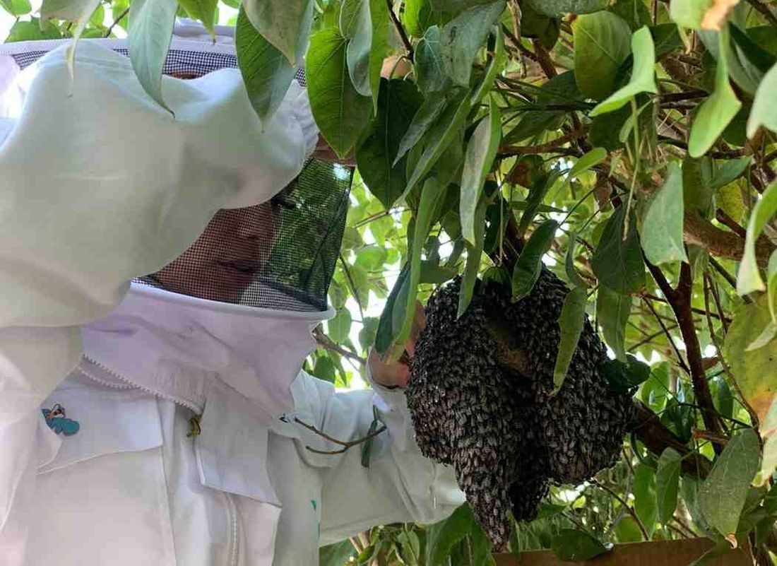 Terra urges expert bee relocation after Deira school swarm