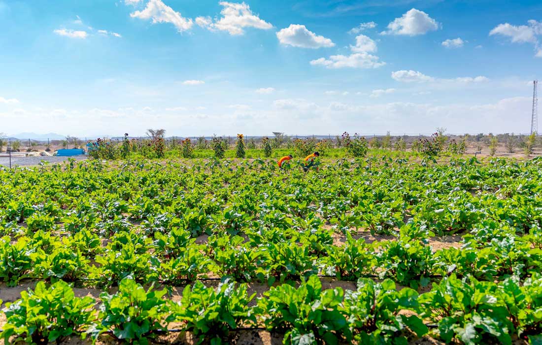 Sharjah desert farming cuts water use