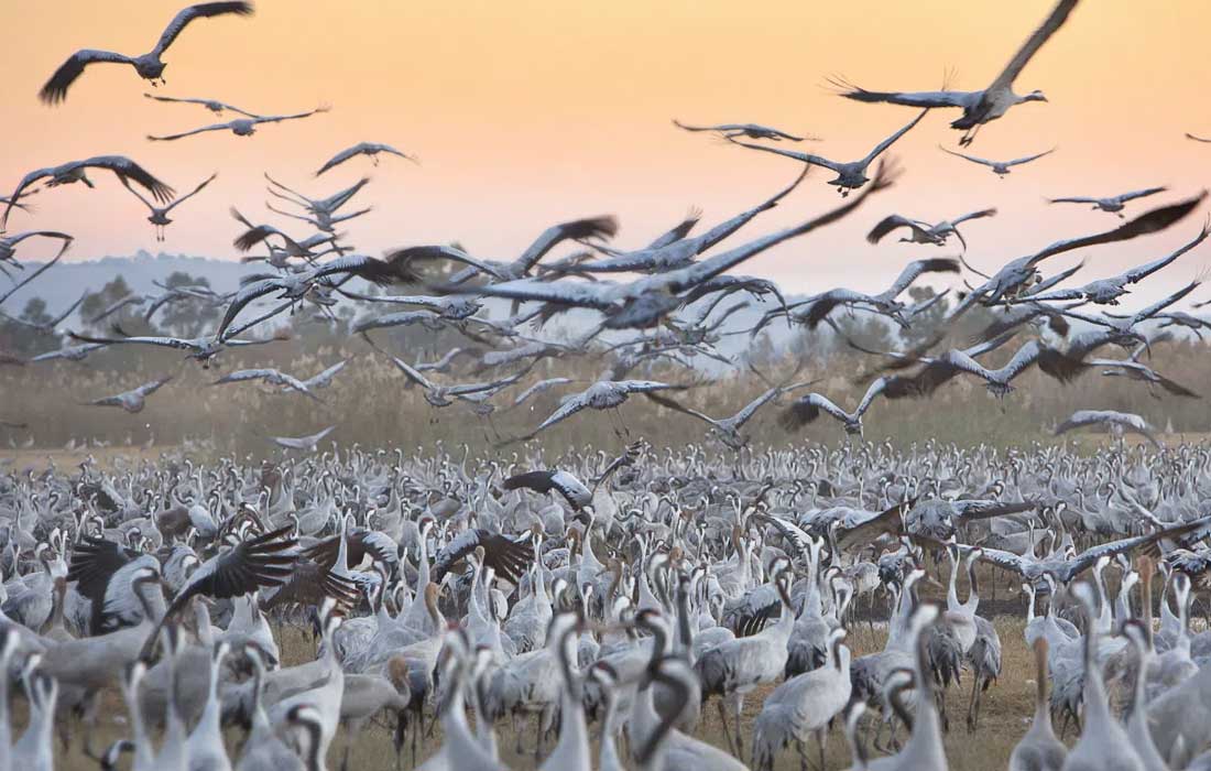 CMS CoP15 migratory species conservation opens in Brazil March 2026