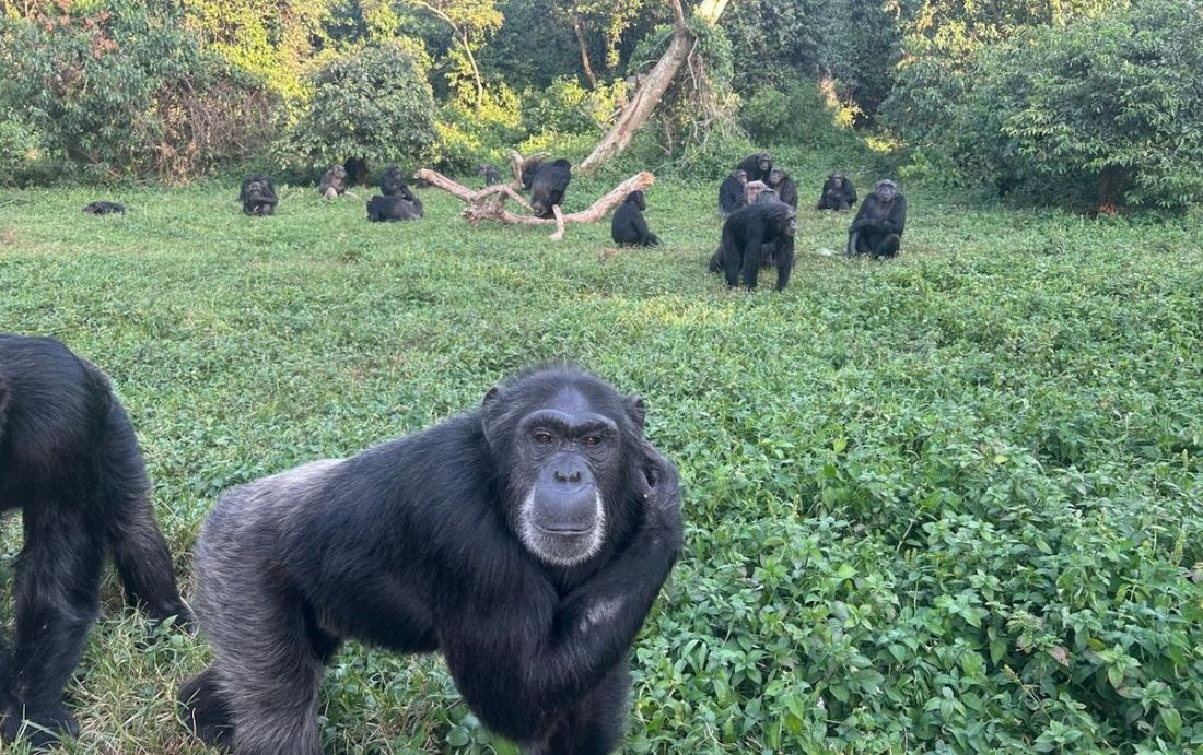 Wild chimpanzee civil war reveals coordinated attacks in Uganda forest