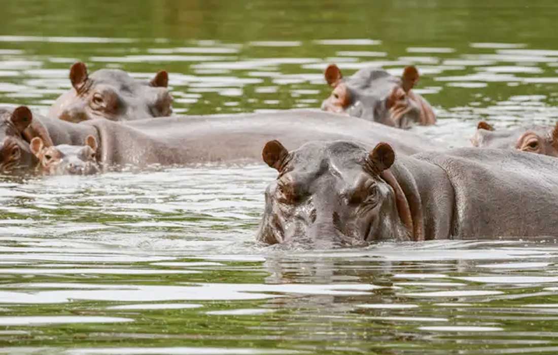 Colombia plans to cull Escobar’s hippos as population spirals