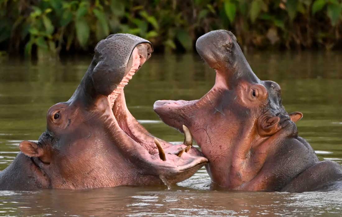 Anant Ambani moves to save Colombia hippos with rescue plan