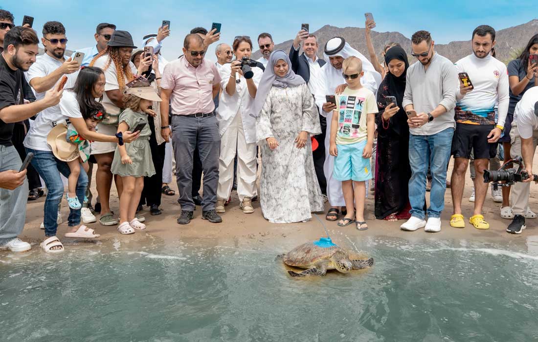 Fujairah releases rehabilitated sea turtles