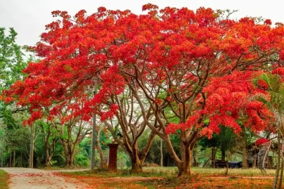 Why Hamdan is promoting the Flame Tree; how it secretly cools Dubai while setting streets on fire