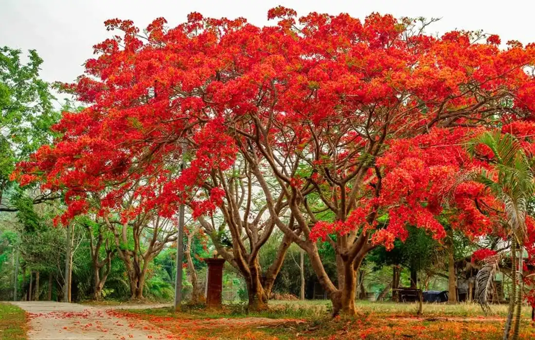 Flame Tree benefits and features explained