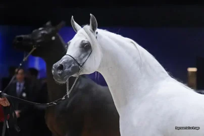 Fujairah Arabian horse championship earns prestigious global Class A status