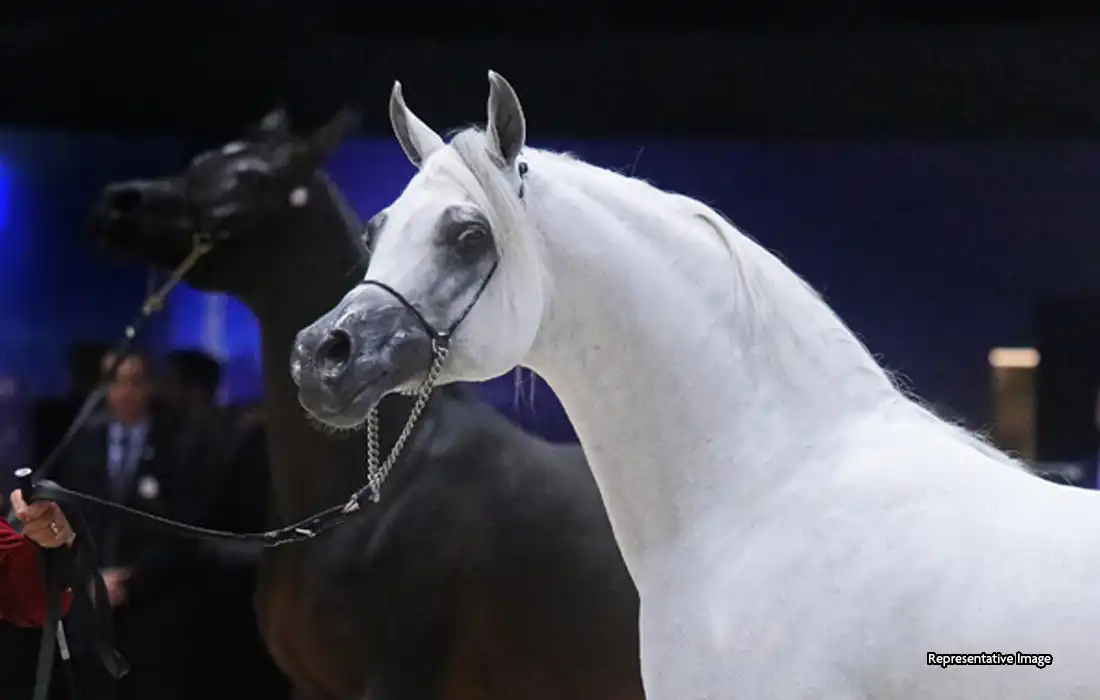 Fujairah Arabian horse championship earns prestigious global Class A status