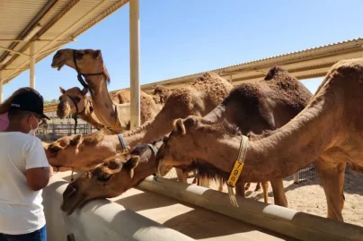 What can visitors expect as Camelicious opens its farm on World Camel Day?
