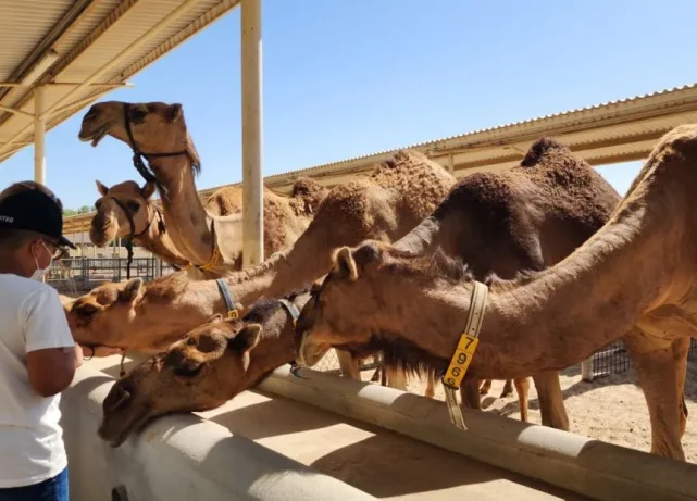 What can visitors expect as Camelicious opens its farm on World Camel Day?