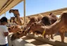 What can visitors expect as Camelicious opens its farm on World Camel Day?