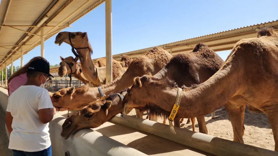 Camelicious Open Farm Day offers families a rare chance to explore Dubai’s world-leading camel dairy operation.
